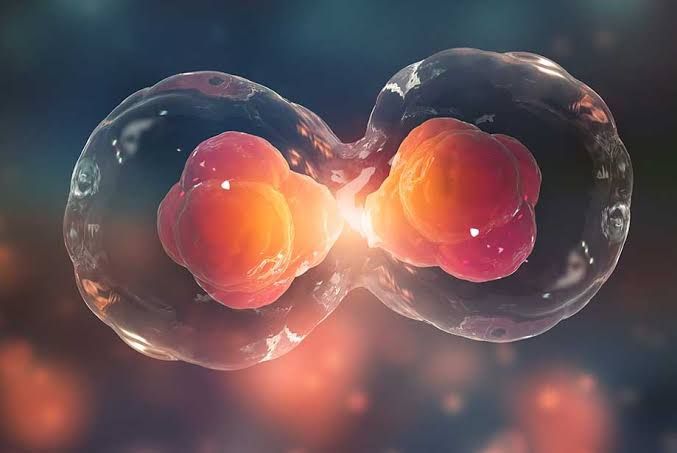 Cell Cycle and Cell Division