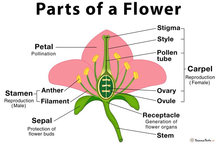 Anatomy of Flowering Plants