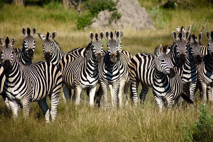 Organism and Population