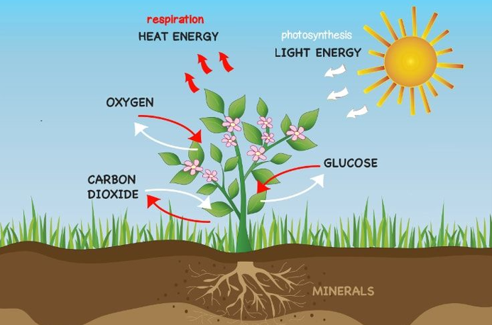 Respiration in plants