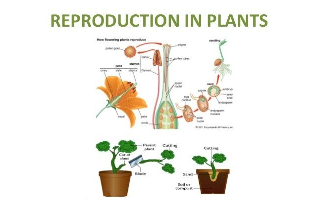 Sexual reproduction in flowering plants